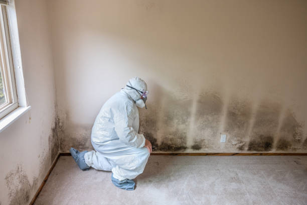 Environmental Consulting for Mold Prevention in Man, WV